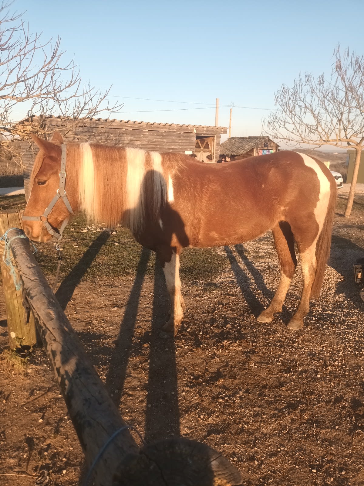 Photo 4 de Les sabots de L'honor