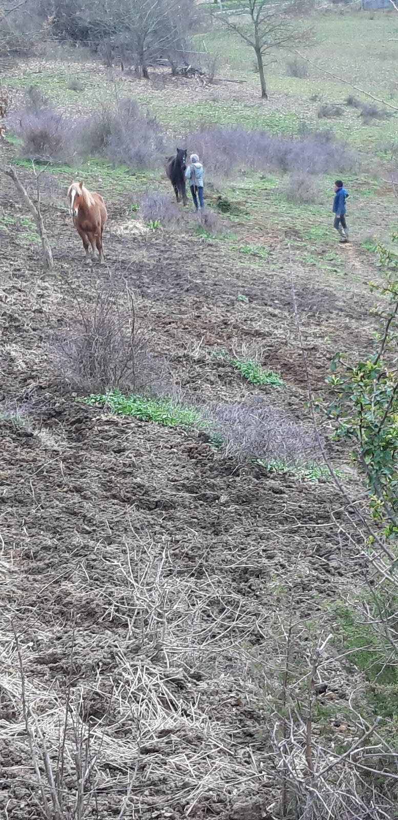 Photo 5 de Les sabots de L'honor