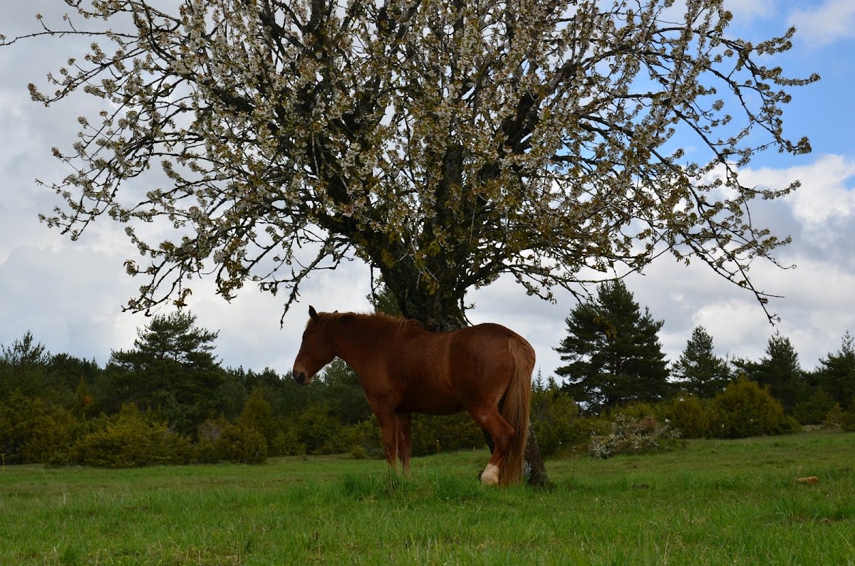 Photo 3 de Centre Equestre Le Sonnac 