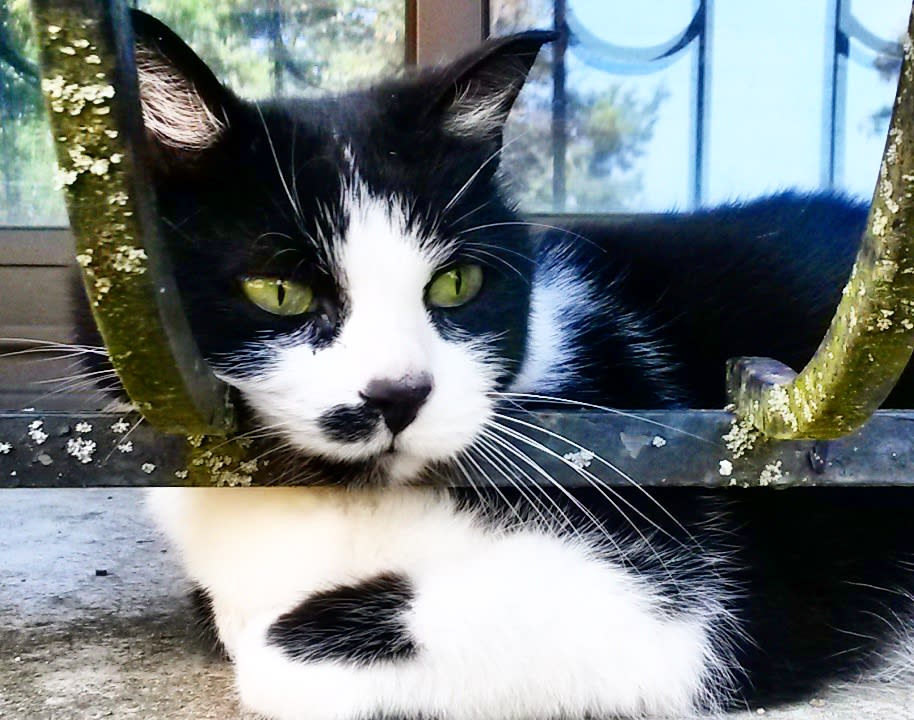 Photo 5 de L’Ecrin du Cedon