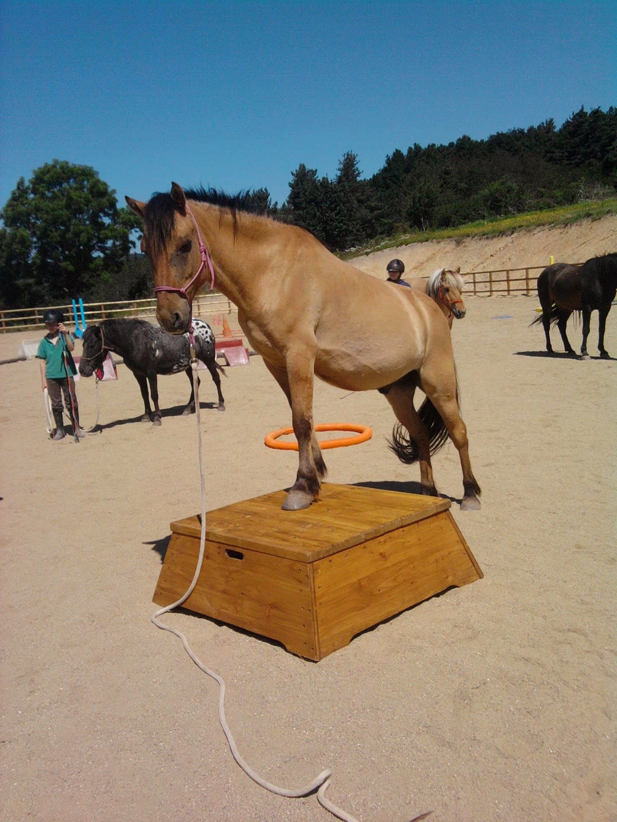 Photo 3 de Equitation Ethologique Alteyrac 