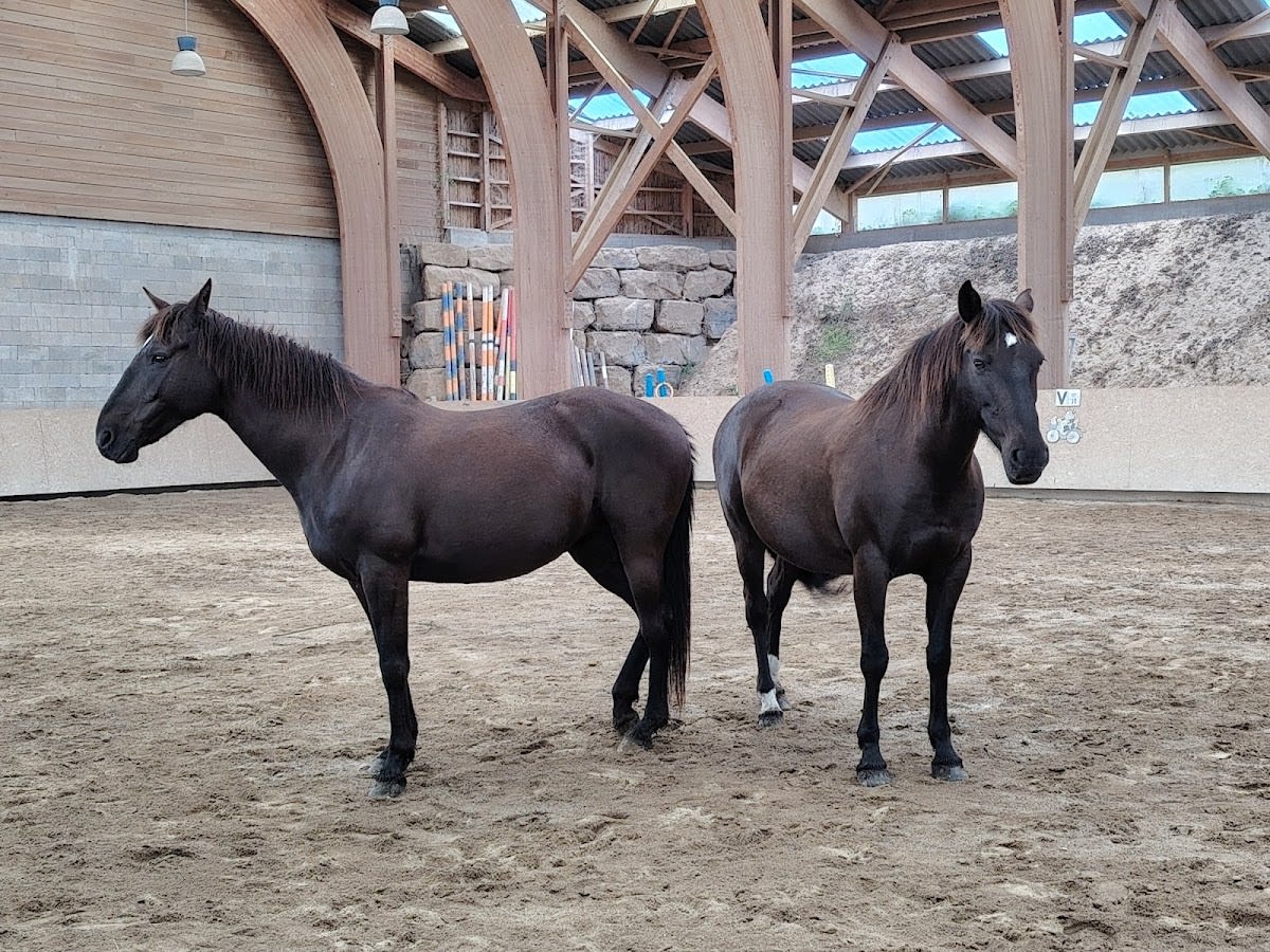 Photo 5 de Equitation Ethologique Alteyrac 