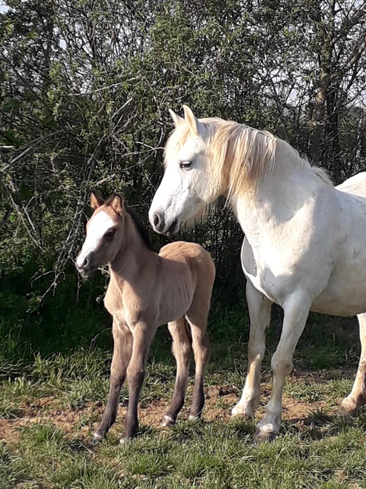 Photo 3 de Centre équestre des Monts d'or
