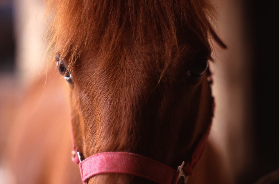 Photo 1 de Centre Equestre La Cavalcade