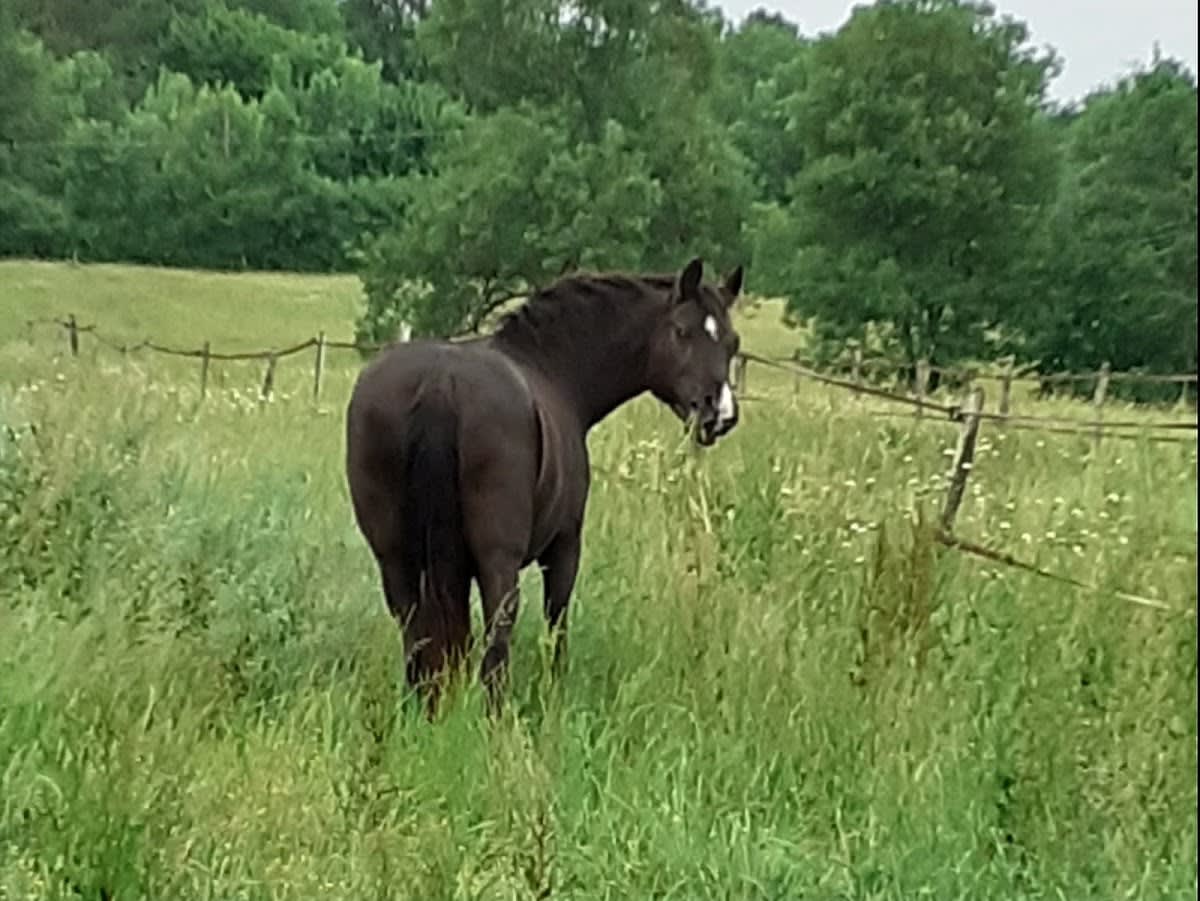 Photo 2 de Les Écuries d'Orphée