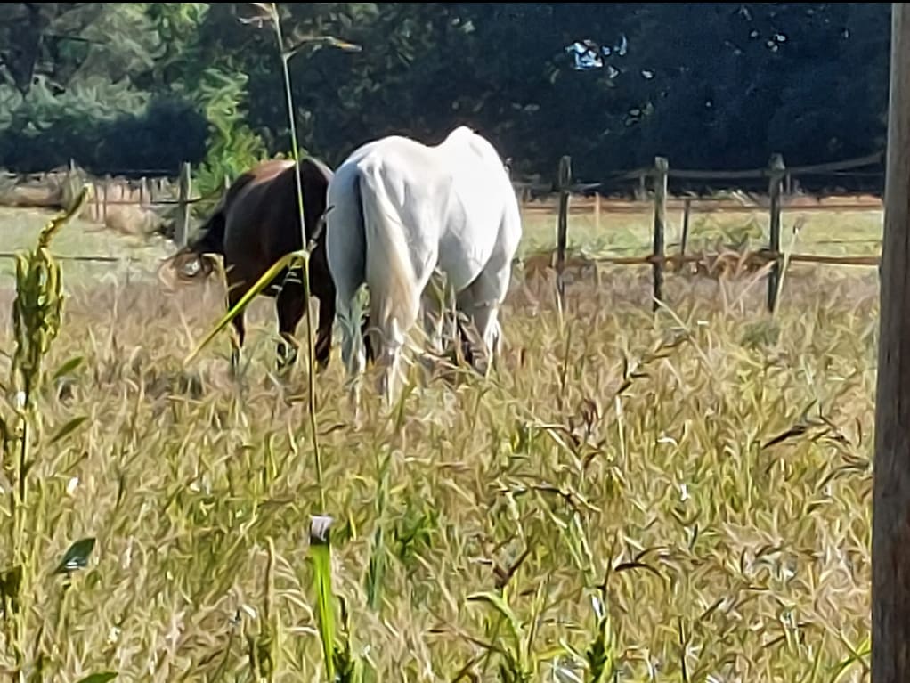 Photo 3 de Les Écuries d'Orphée
