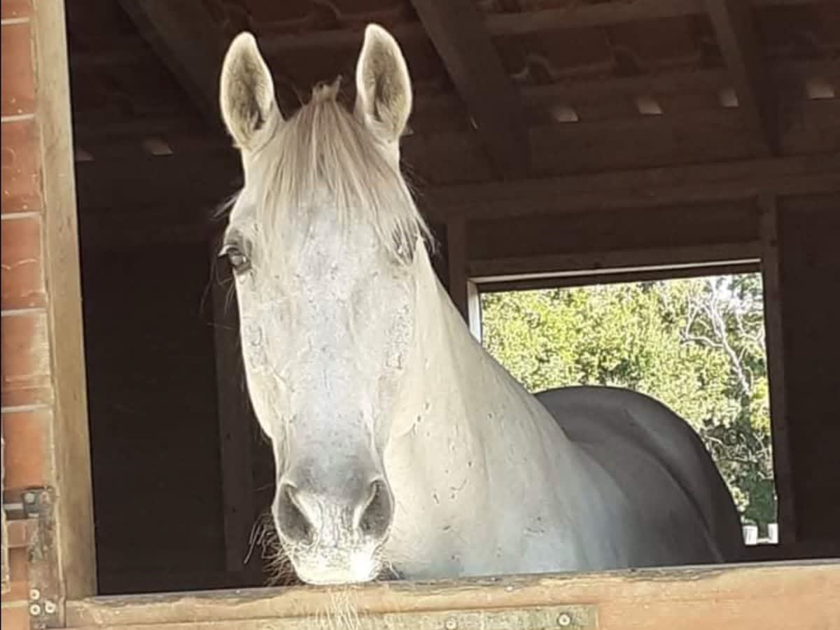 Photo 4 de Les Écuries d'Orphée