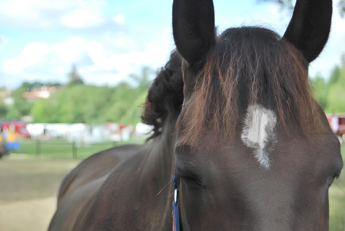 Photo 5 de Les Écuries d'Orphée