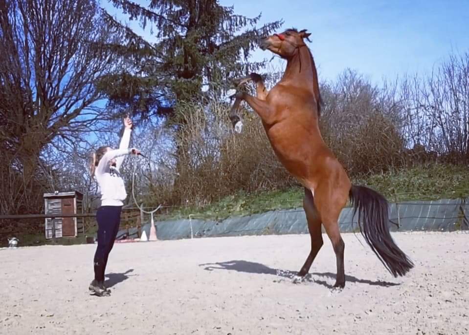 Photo 4 de Art'CrAc équitation