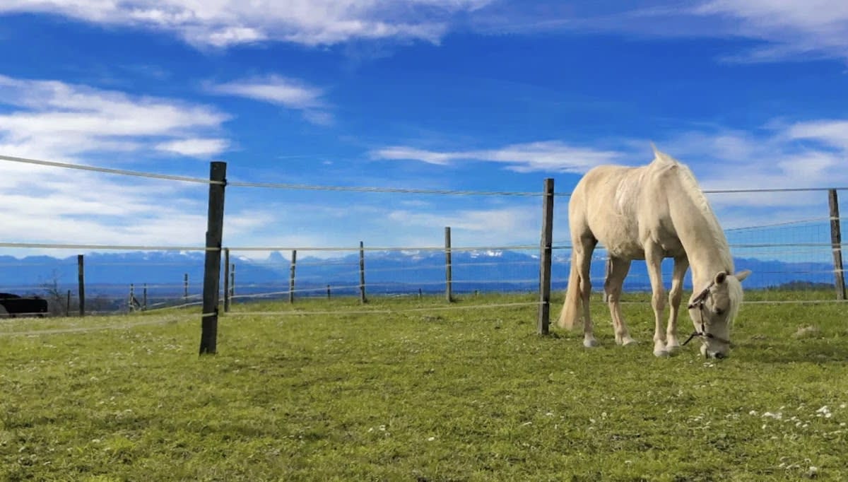 Photo 4 de L'éthologie Dans la Pau
