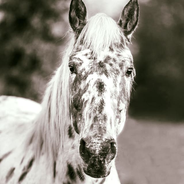 Photo 2 de Mas de Peyrelongue