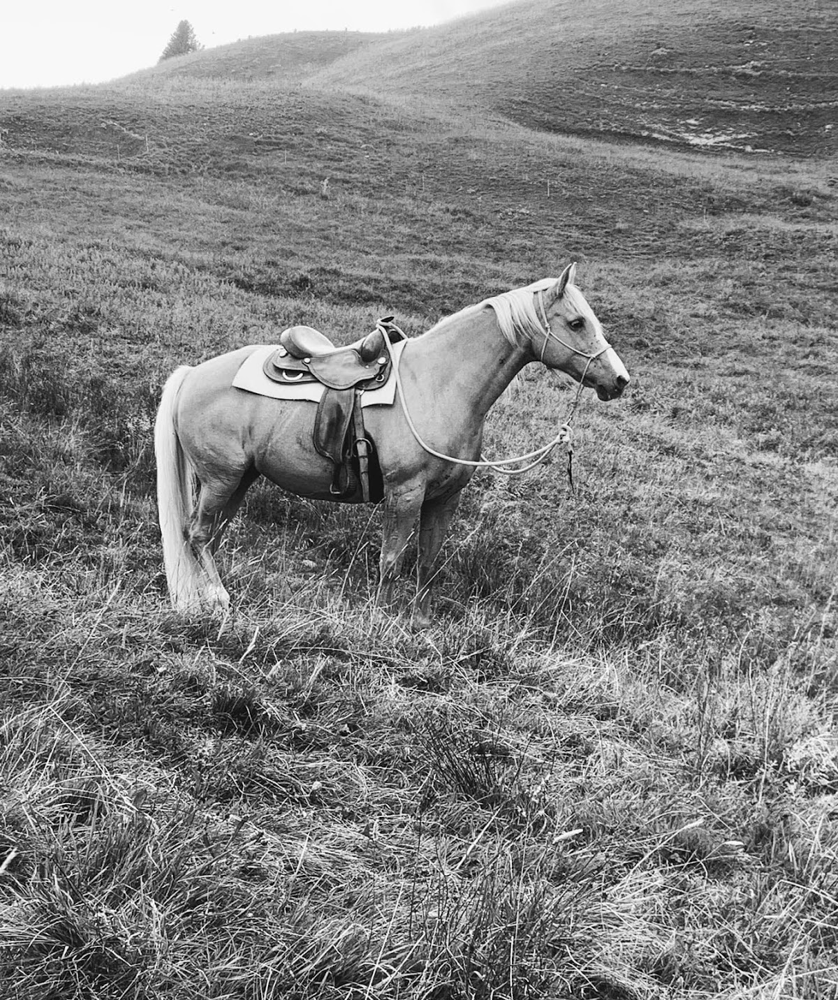 Photo 5 de Les chevaux de la diamanterie
