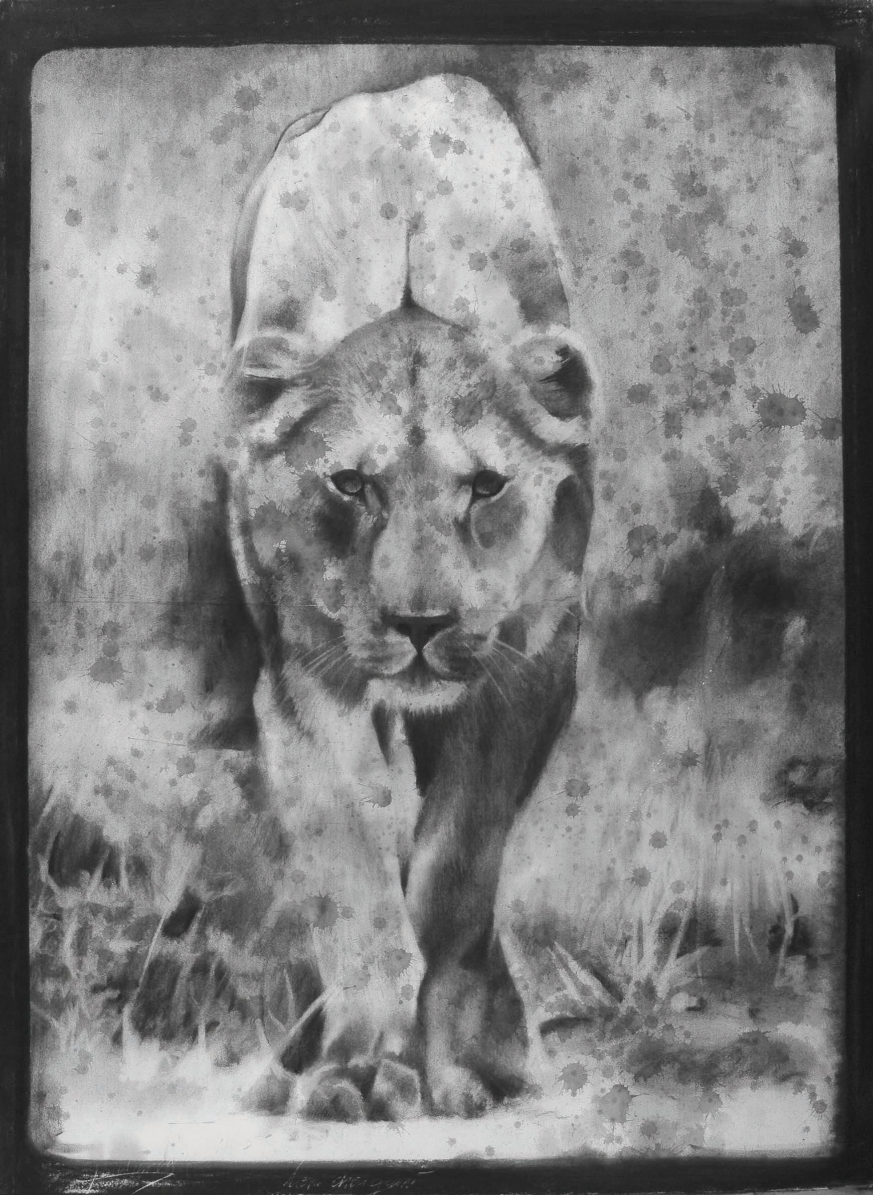 Lionne, fusain, technique mixte, Aurélien Raynaud