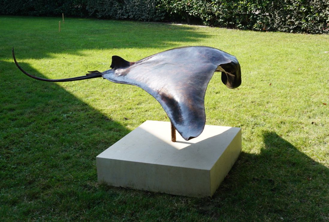 Raie Manta