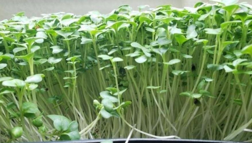 Micro Broccoli - MightyMicro