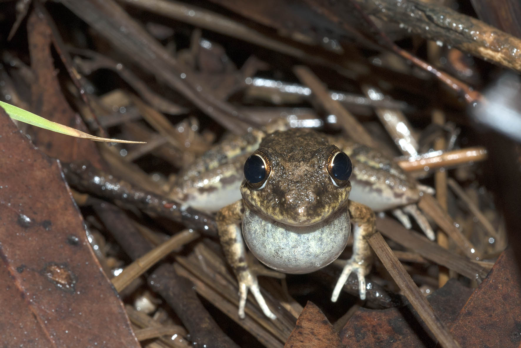 Litoria inermis