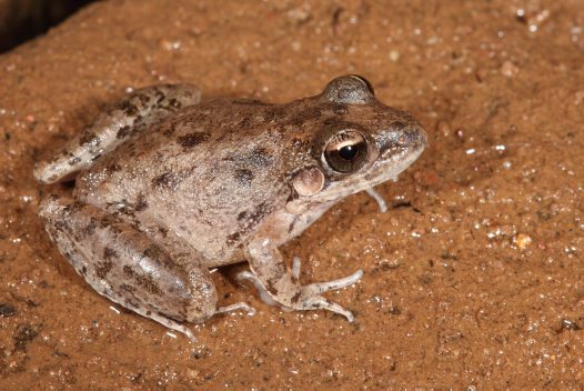 Litoria inermis