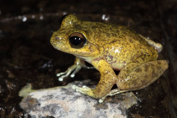 Litoria booroolongensis