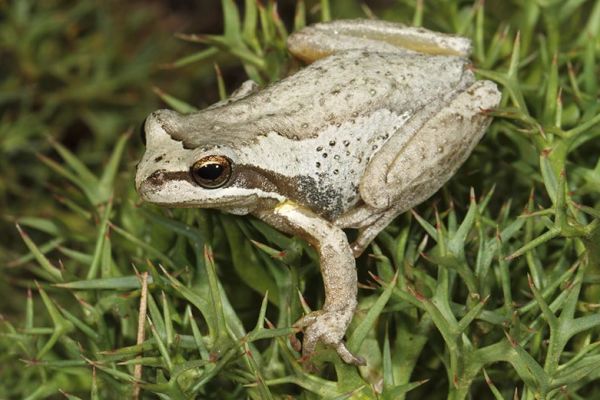 Litoria sibilus