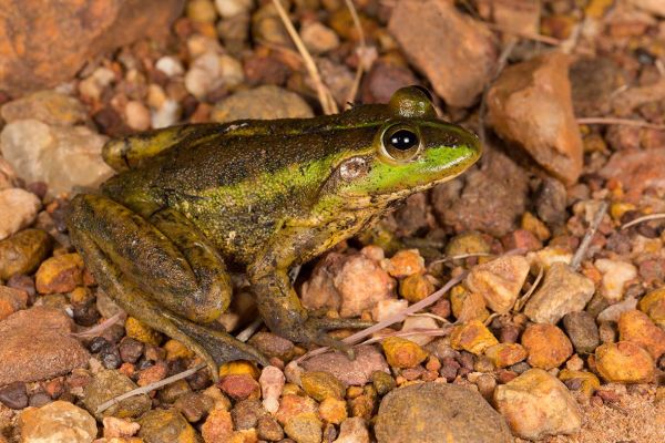 Litoria dahlii