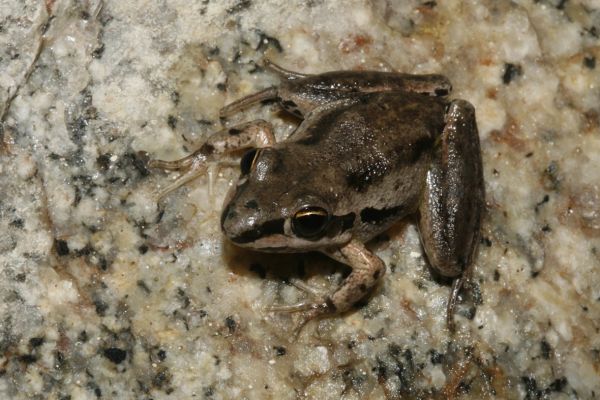 Litoria axillaris