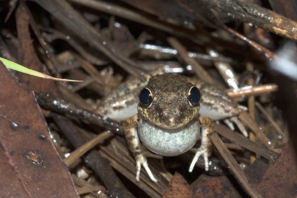 Litoria inermis