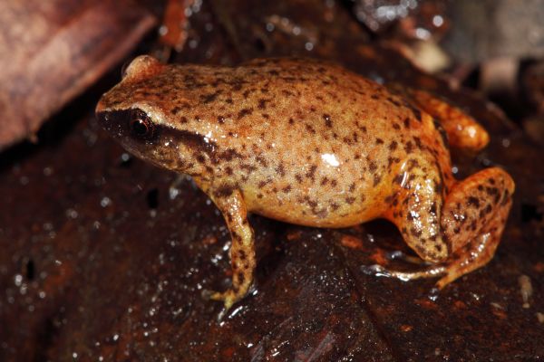 Austrochaperina fryi