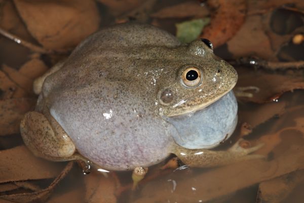 Cyclorana platycephala