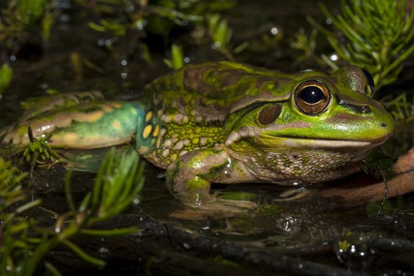 Litoria castanea