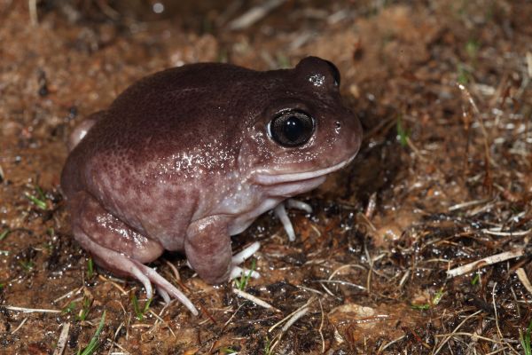 Heleioporus inornatus