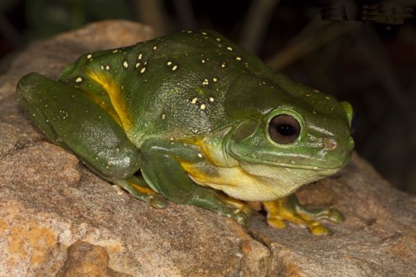 Litoria splendida
