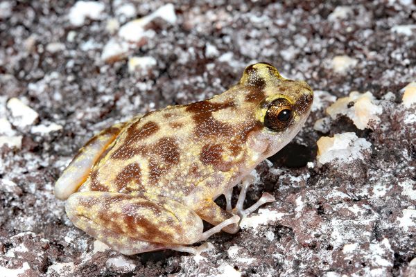 Cophixalus petrophilus