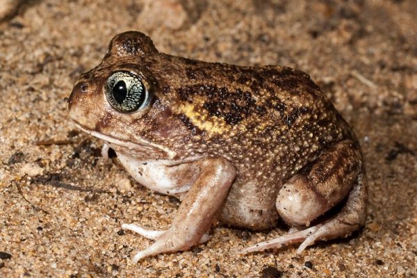 Heleioporus eyrei