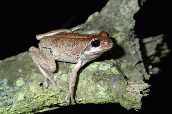 Litoria verreauxii