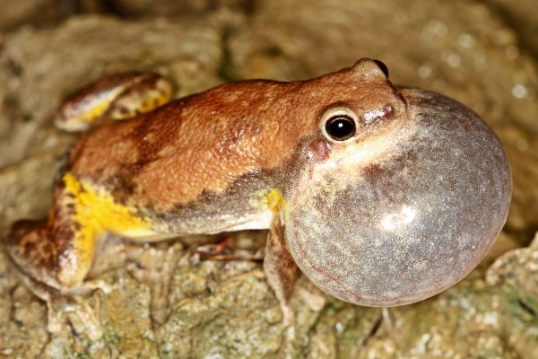 Litoria electrica