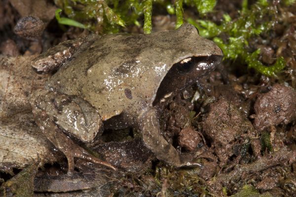 Philoria loveridgei