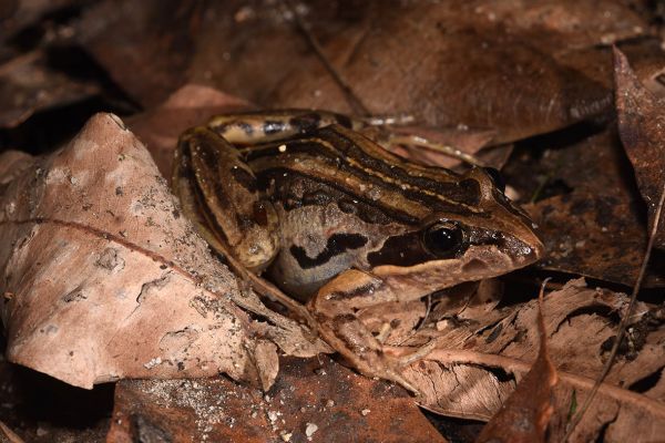 Limnodynastes peronii