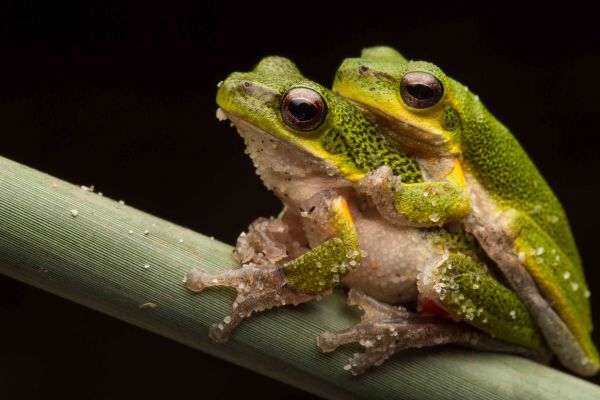Litoria cooloolensis