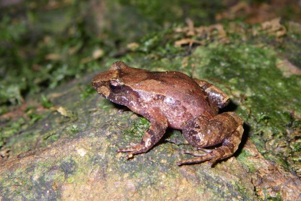 Taudactylus liemi
