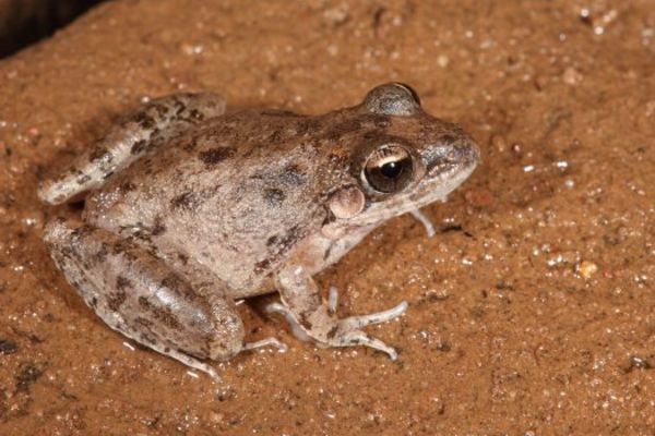 Litoria inermis