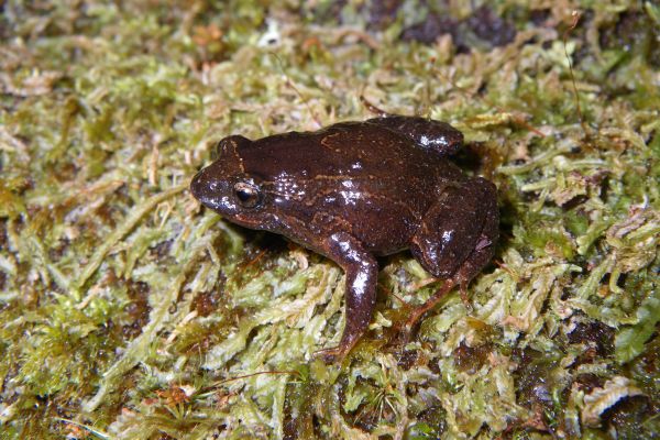 Anstisia rosea