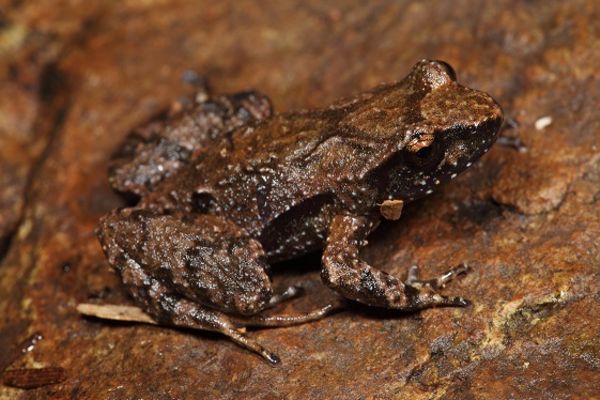 Taudactylus pleione