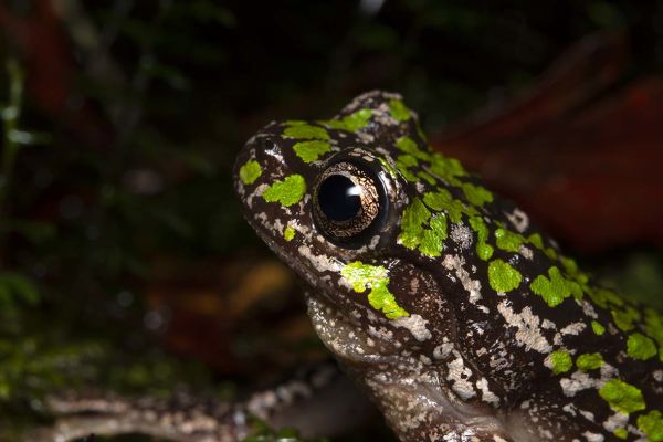 Litoria burrowsae