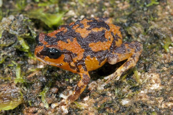 Cophixalus concinnus