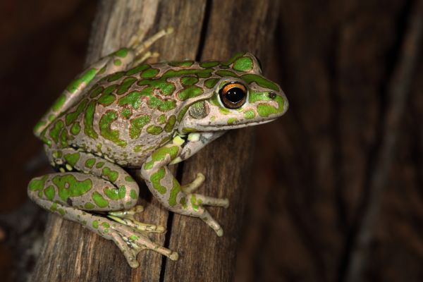 Litoria cyclorhyncha