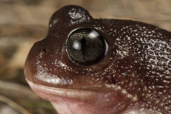 Heleioporus inornatus