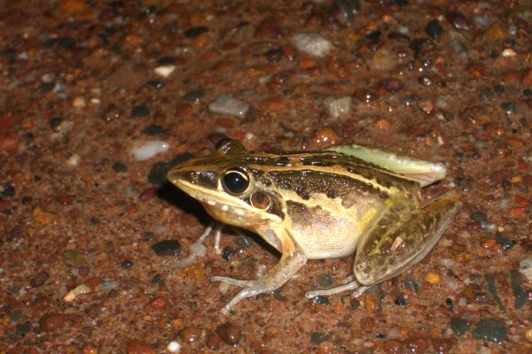 Litoria nasuta