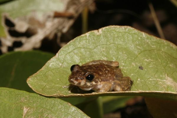 Litoria aurifera
