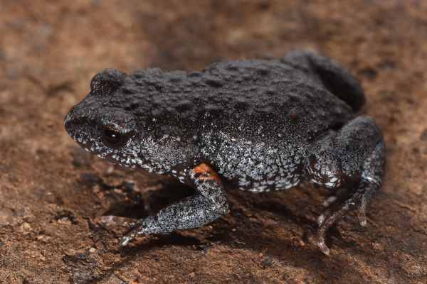 Pseudophryne bibronii