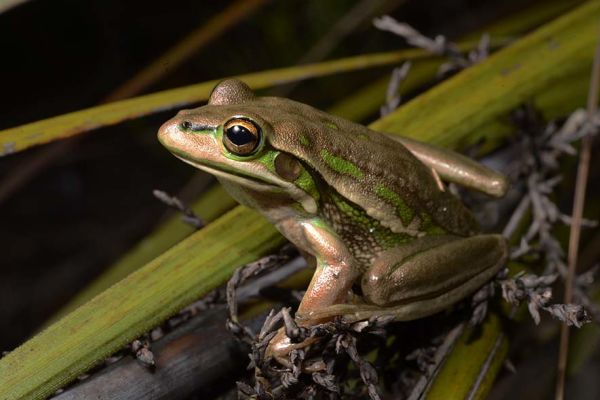 Litoria aurea